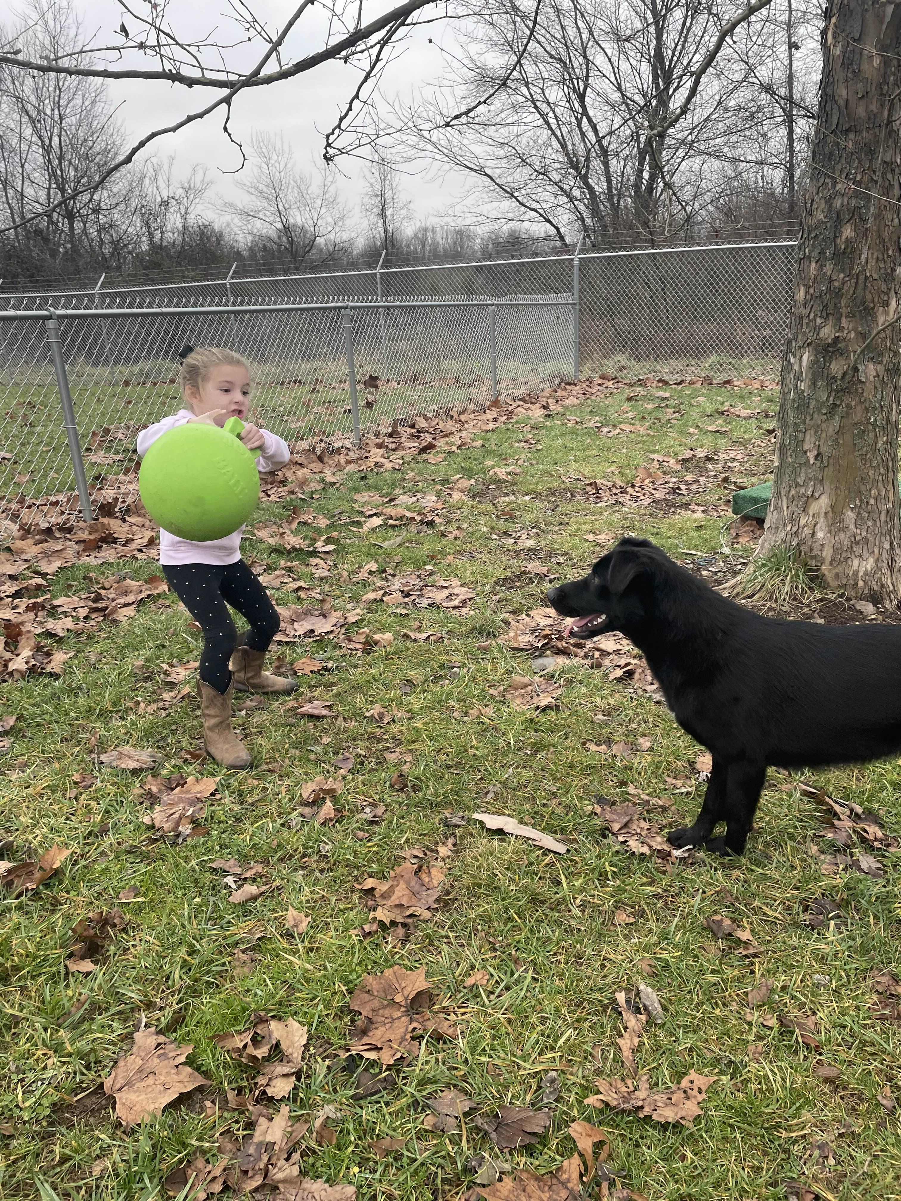 Enlarge Clarice, a ADOPTABLE mixed breed in Sulphur, KY image 3/4