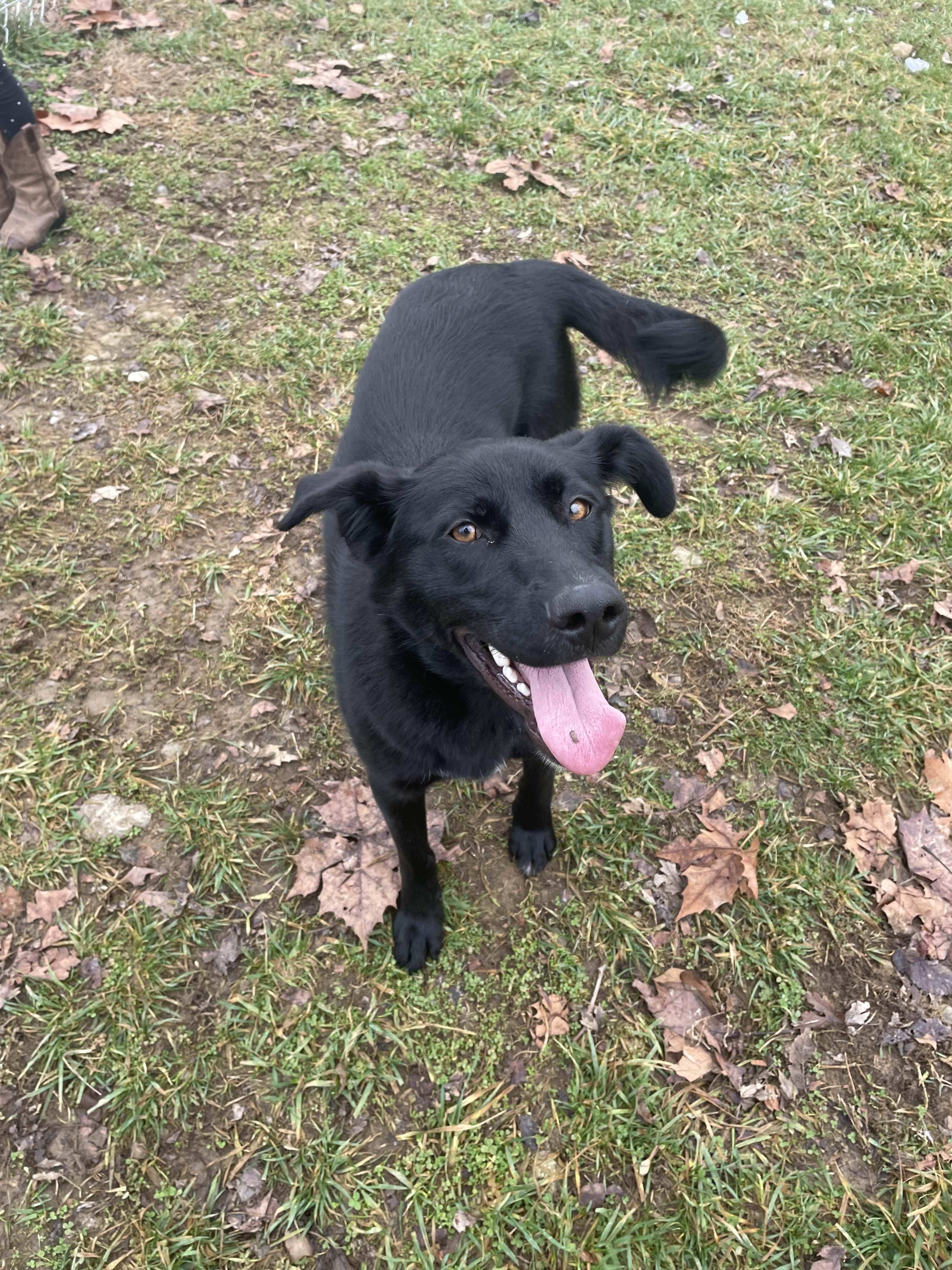 Enlarge Clarice, a ADOPTABLE mixed breed in Sulphur, KY image 4/4