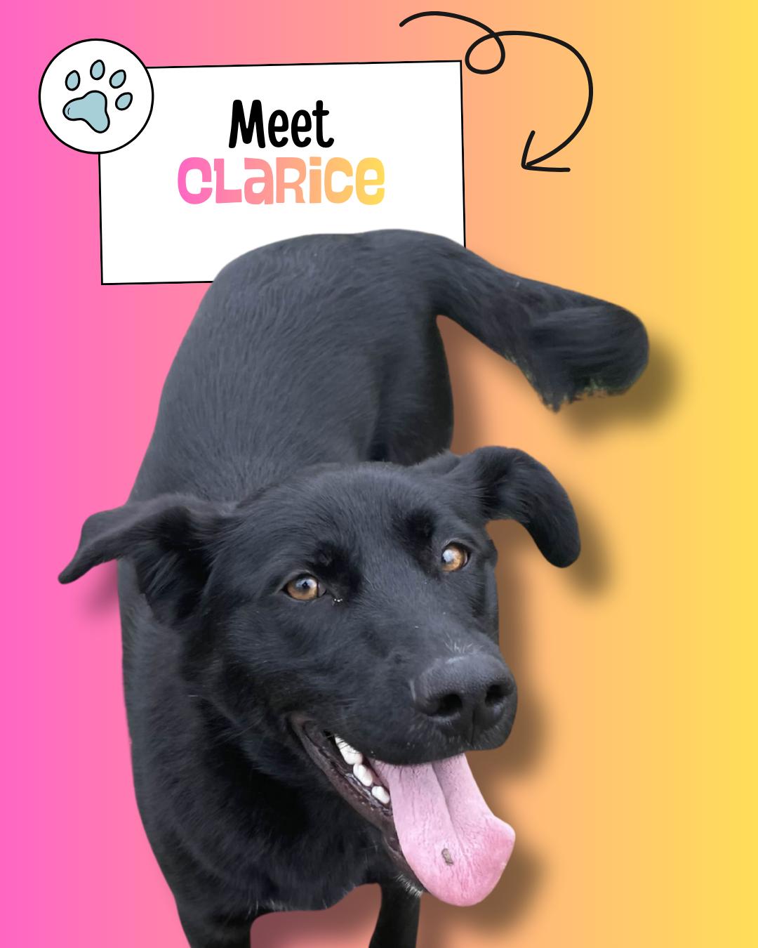 Enlarge Clarice, a ADOPTABLE mixed breed in Sulphur, KY image 1/4