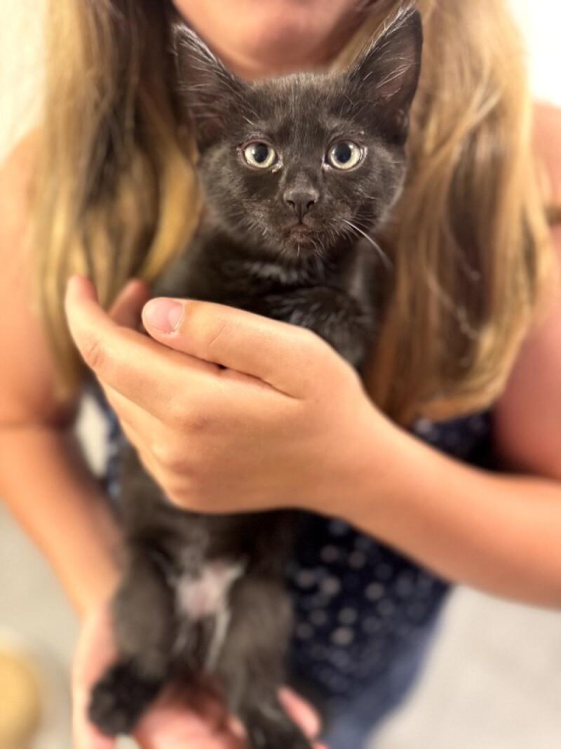 Enlarge Unity, a Adoptable Domestic Short Hair in Kennewick, WA image 1/2