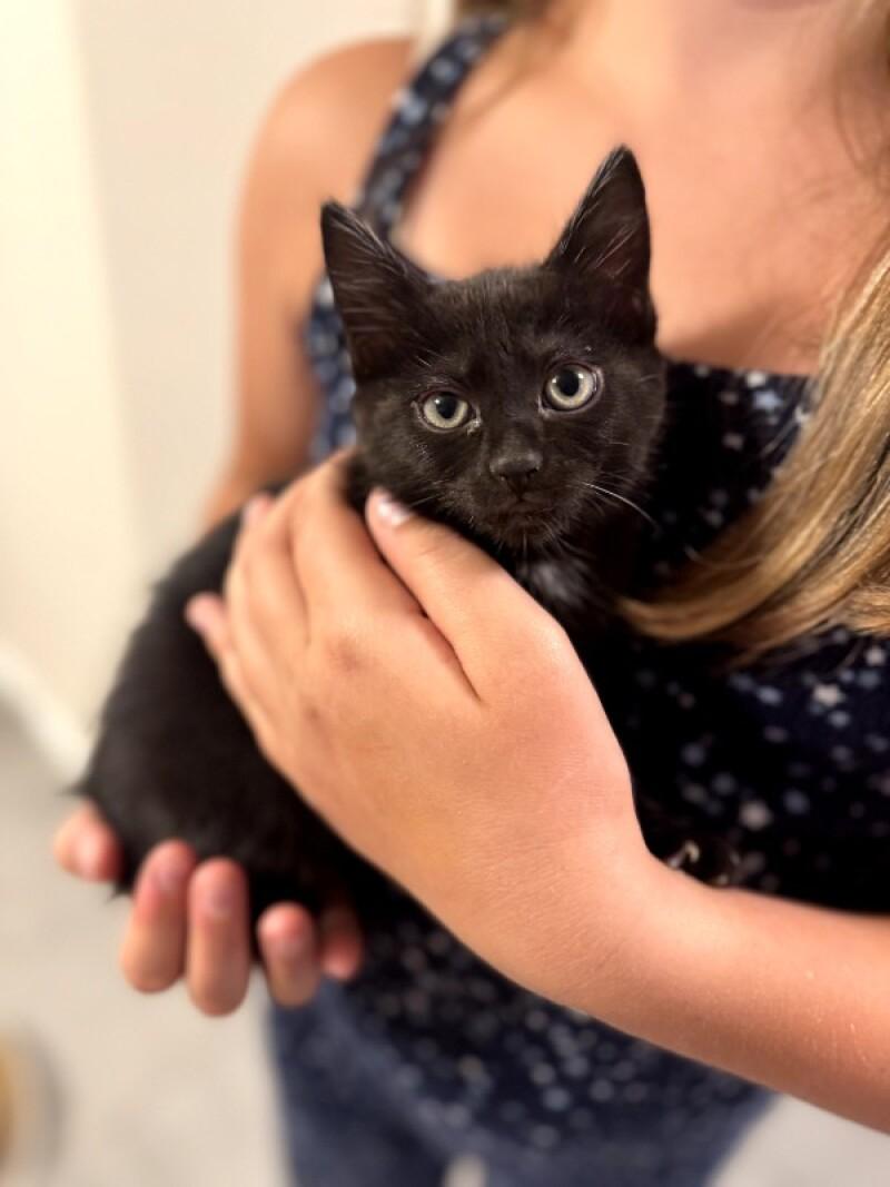 Enlarge Unity, a Adoptable Domestic Short Hair in Kennewick, WA image 2/2