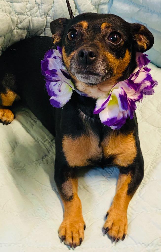 Jessie, a ADOPTABLE mixed breed in Colusa, CA image 1/5