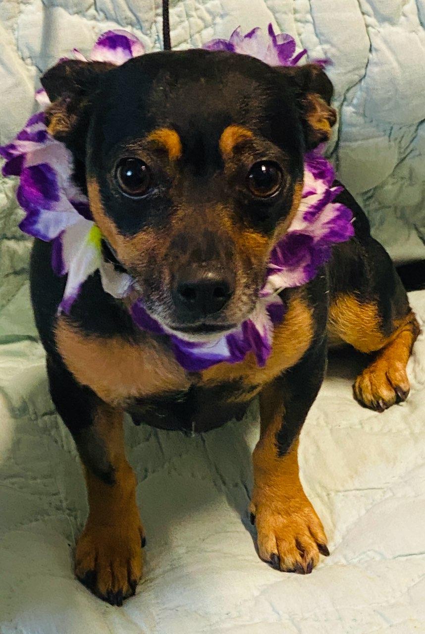 Jessie, a ADOPTABLE mixed breed in Colusa, CA image 2/5