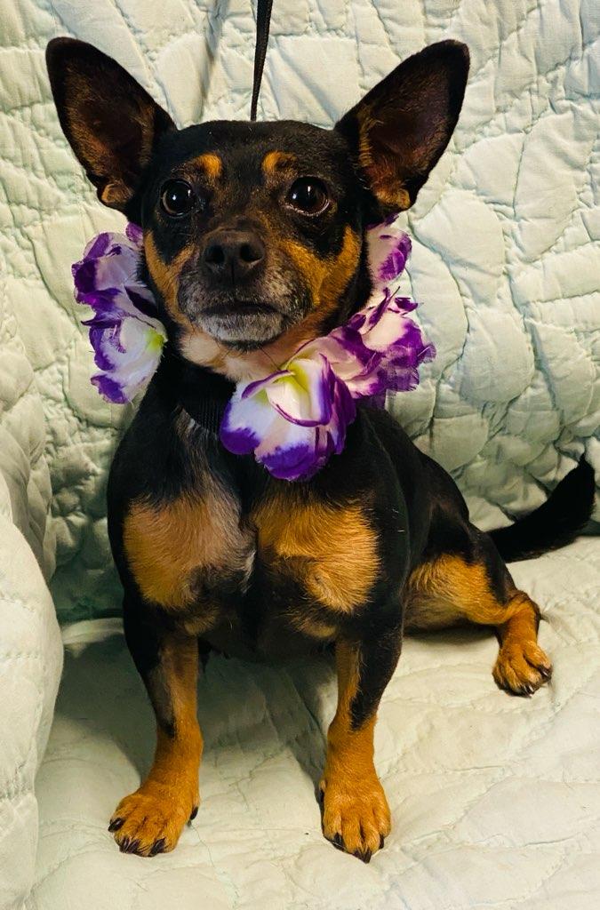 Jessie, a ADOPTABLE mixed breed in Colusa, CA image 3/5