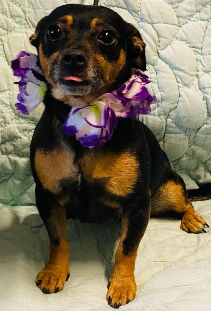 Jessie, a ADOPTABLE mixed breed in Colusa, CA image 5/5