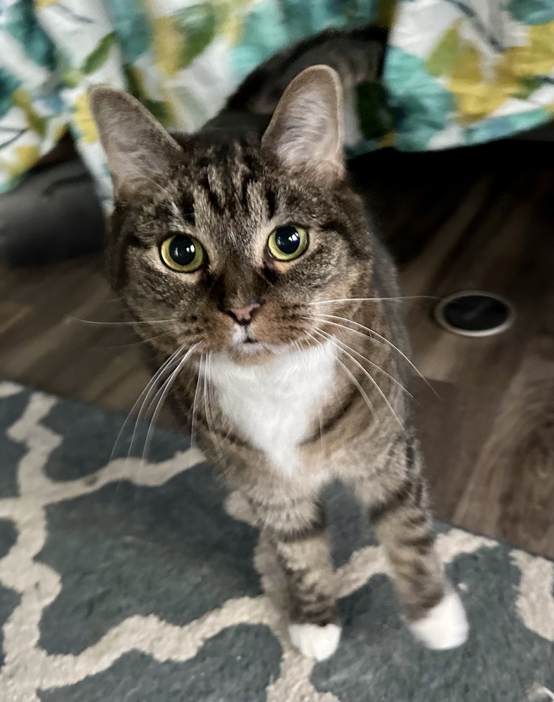 China - KB, an adoptable Domestic Short Hair in Greenville, SC, 29601 | Photo Image 1