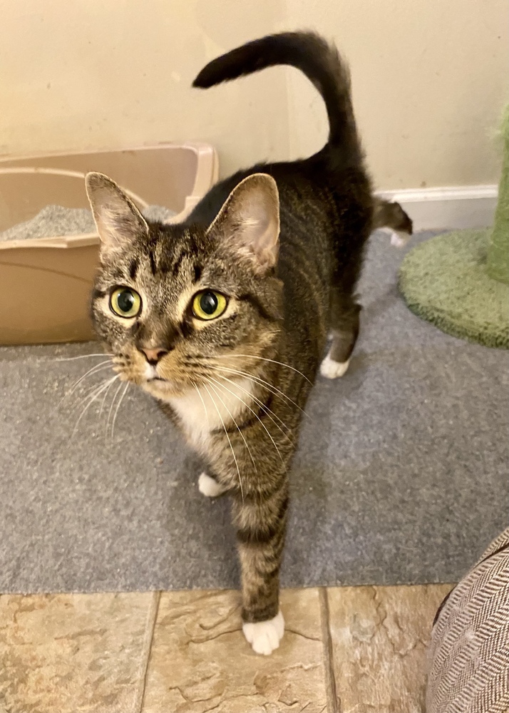 China - KB, an adoptable Domestic Short Hair in Greenville, SC, 29601 | Photo Image 4