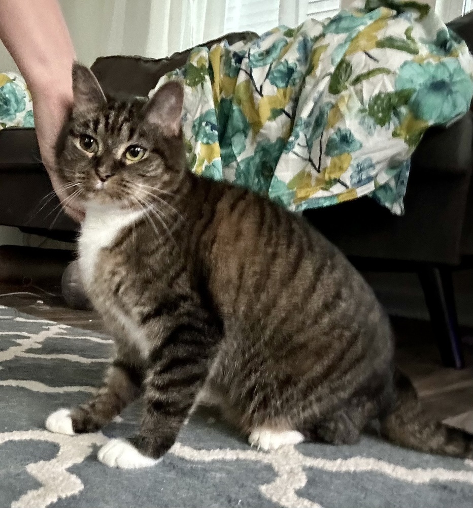 China - KB, an adoptable Domestic Short Hair in Greenville, SC, 29601 | Photo Image 2