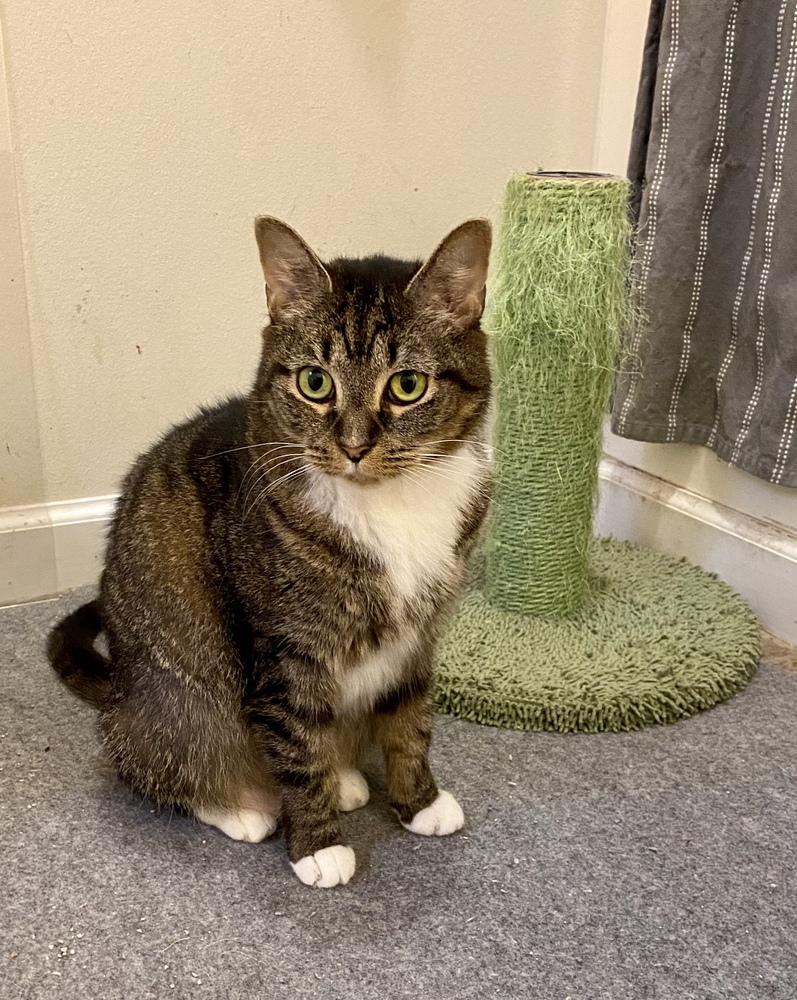 China - KB, an adoptable Domestic Short Hair in Greenville, SC, 29601 | Photo Image 6