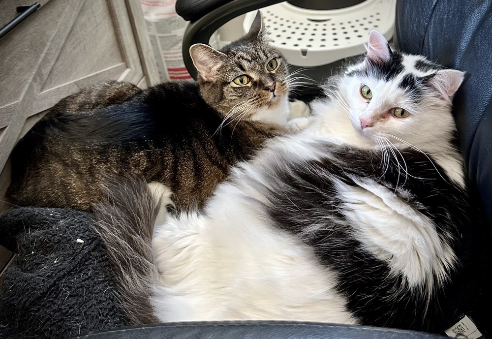 China - KB, an adoptable Domestic Short Hair in Greenville, SC, 29601 | Photo Image 3