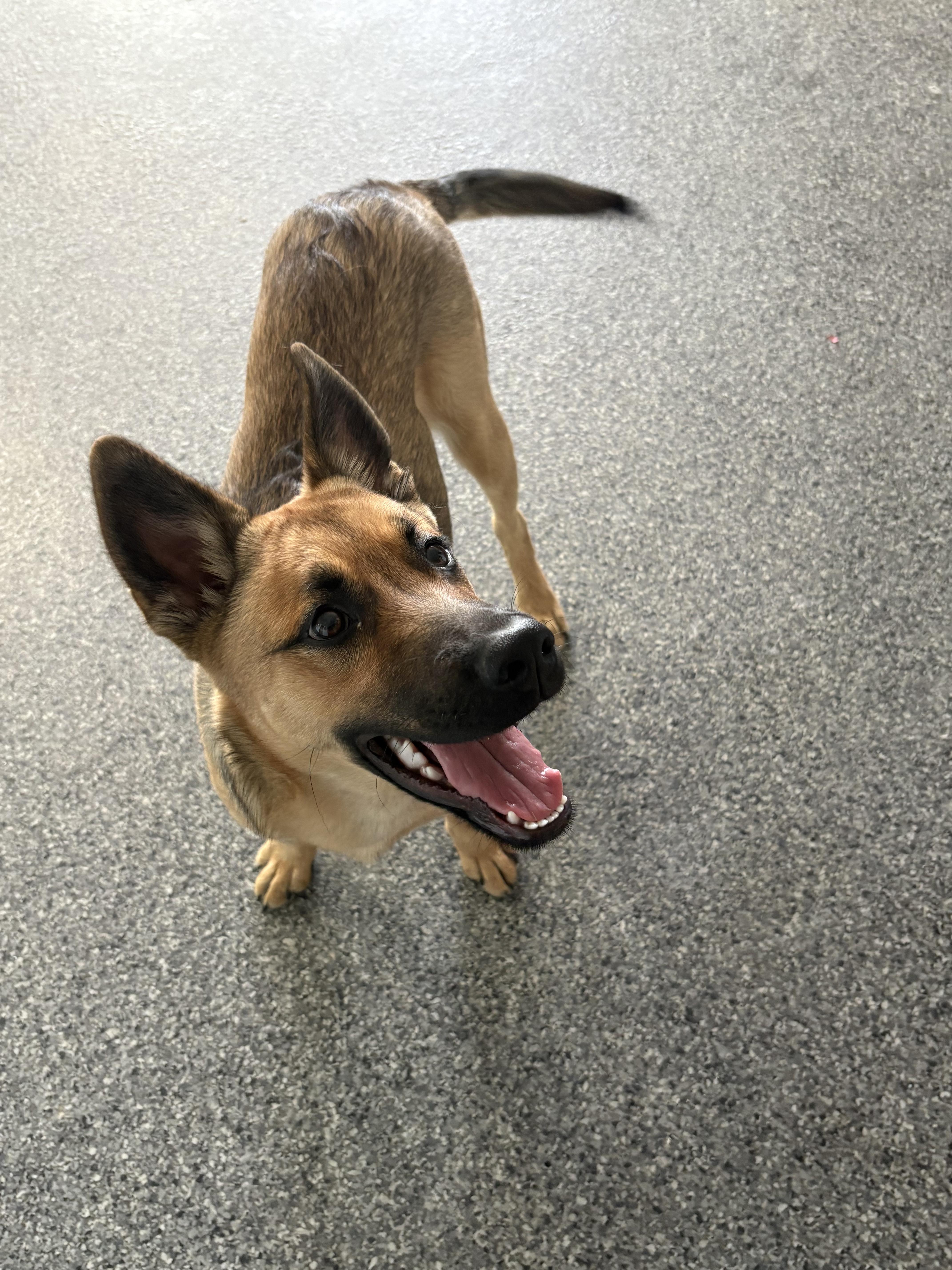 Max, Adoptable, Young Male German Shepherd Dog.