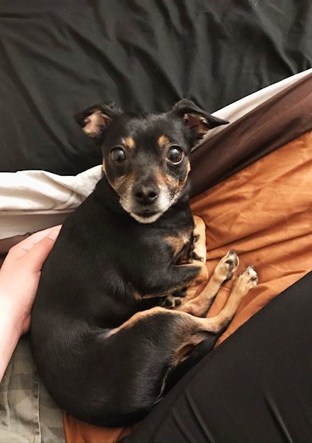 Juliet and Korra, Adopted, Adult Female Chihuahua.