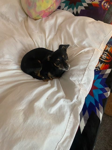 Enlarge Juliet and Korra, a Adopted Chihuahua in Orangevale, CA image 3/3