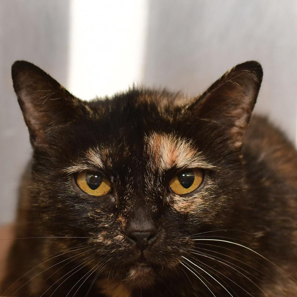 Cosmic Brownie, Adoptable, Adult Female Domestic Short Hair.