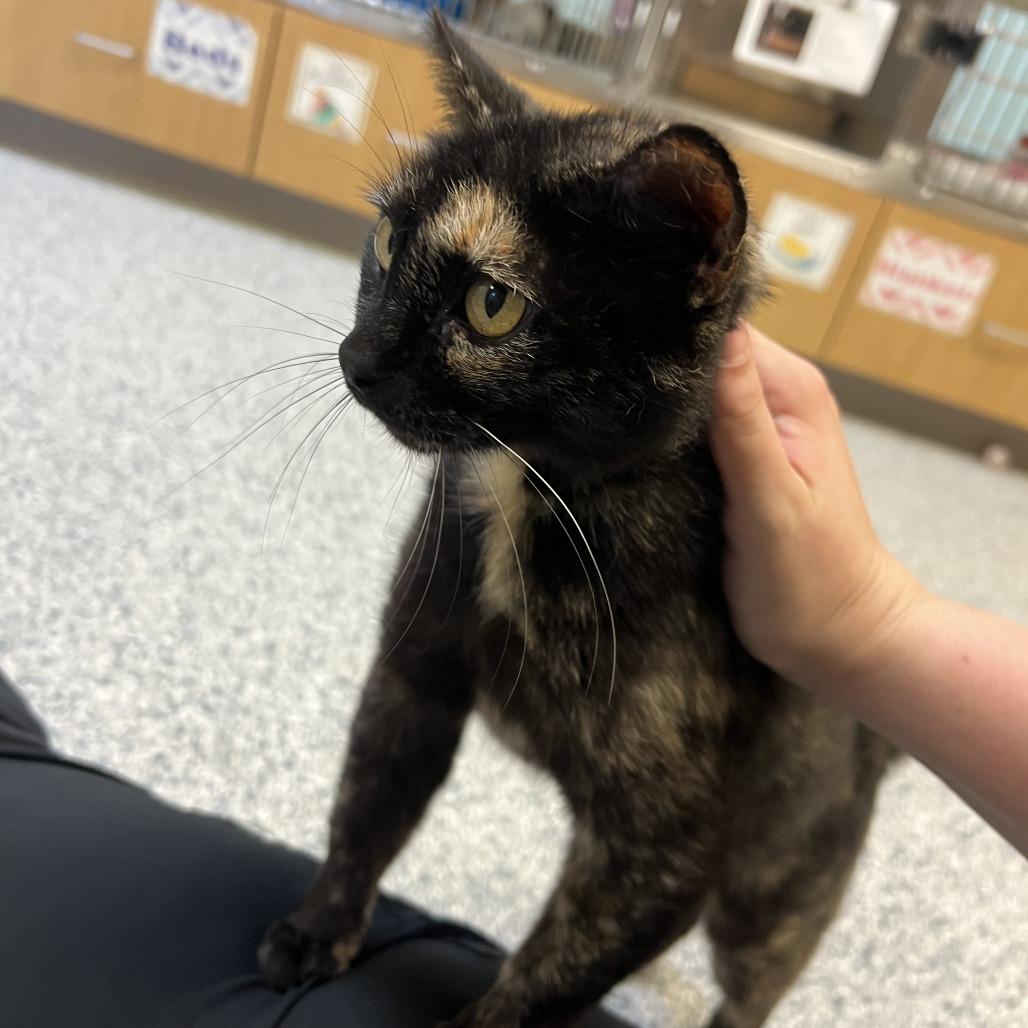 Cosmic Brownie, a Adoptable Domestic Short Hair in Ottawa, KS image 2/3