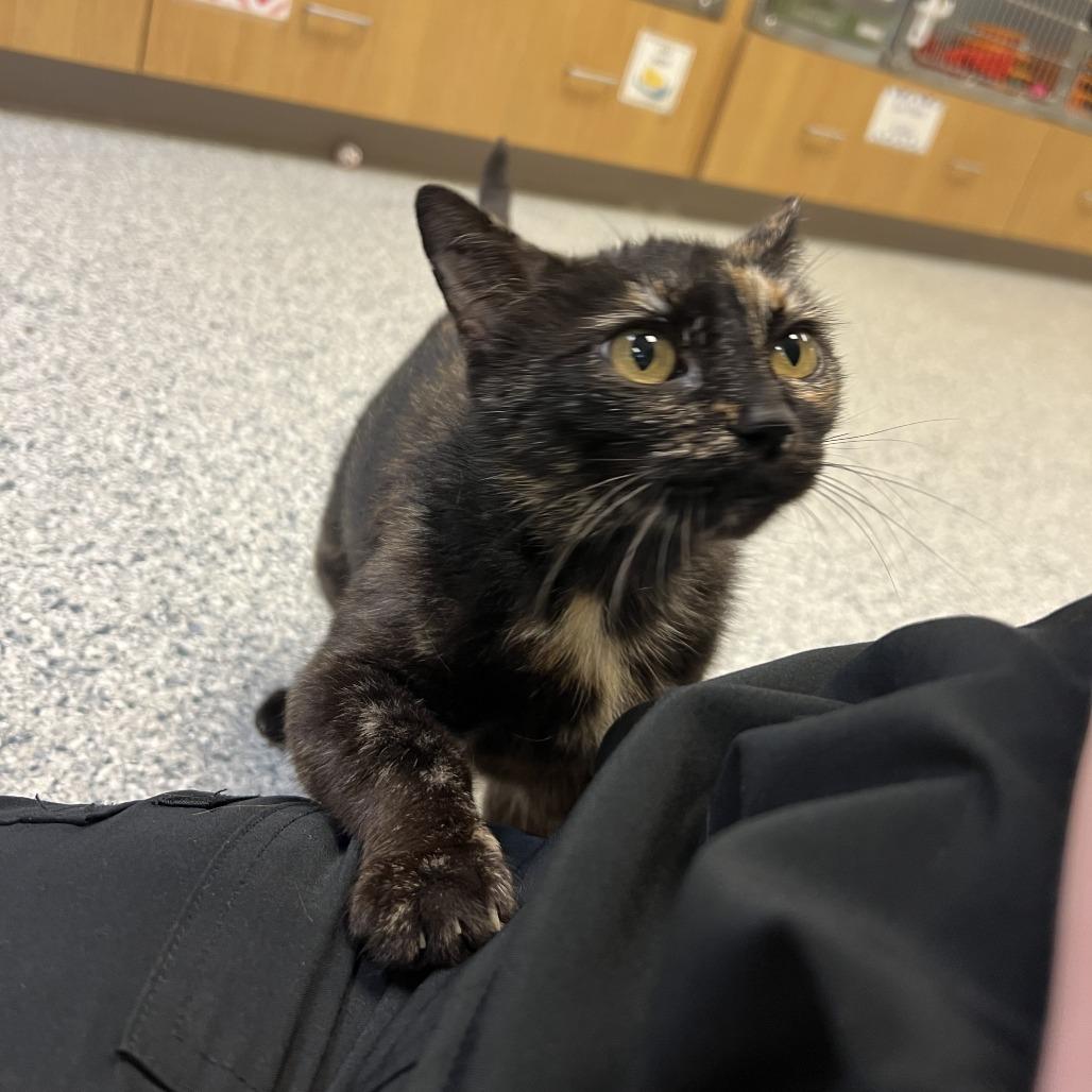 Cosmic Brownie, a Adoptable Domestic Short Hair in Ottawa, KS image 3/3