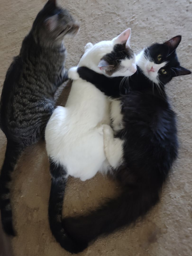 Zeke, a Adoptable mixed breed in Mansfield, PA image 1/4