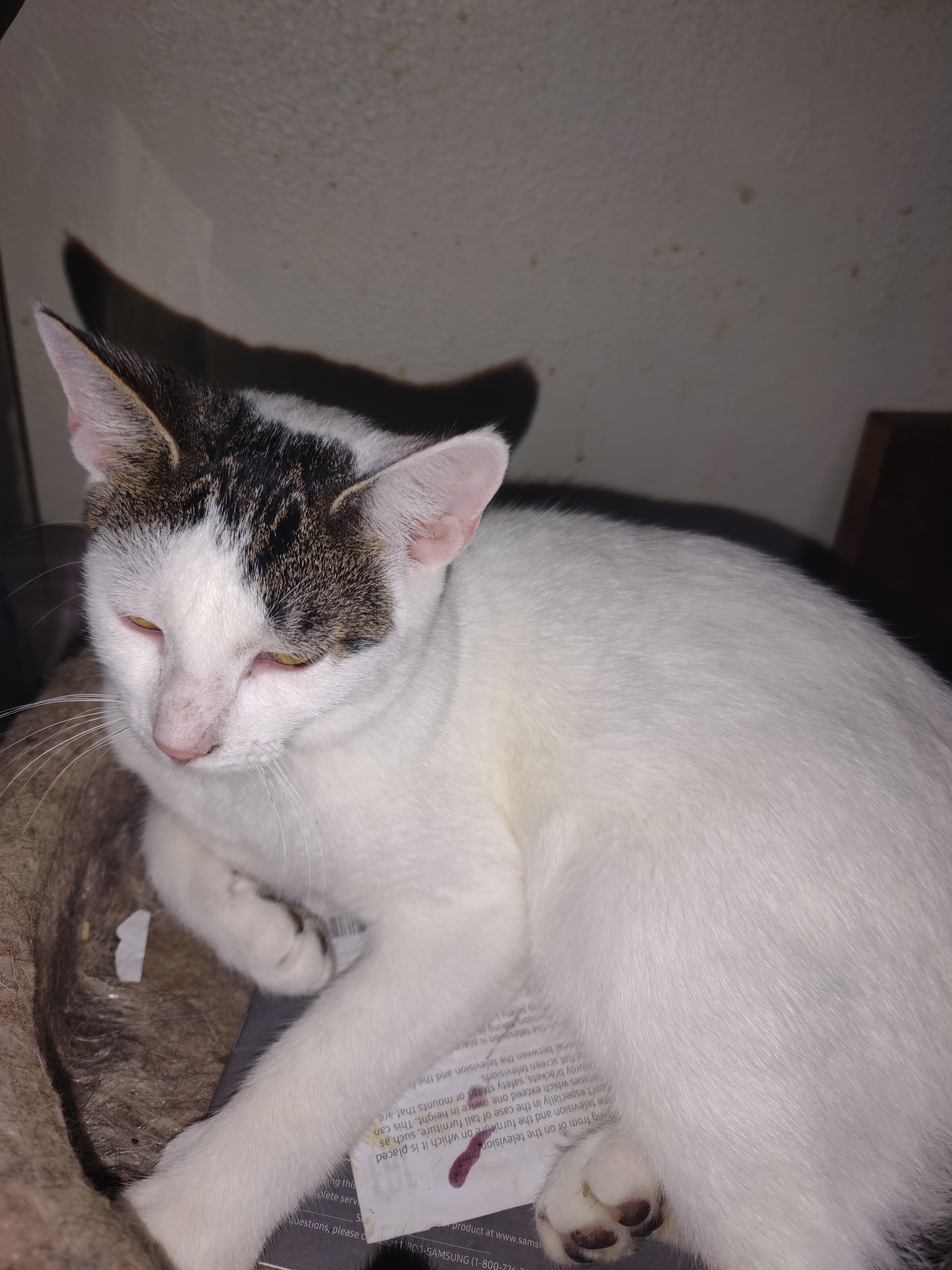 Zeke, a Adoptable mixed breed in Mansfield, PA image 2/4