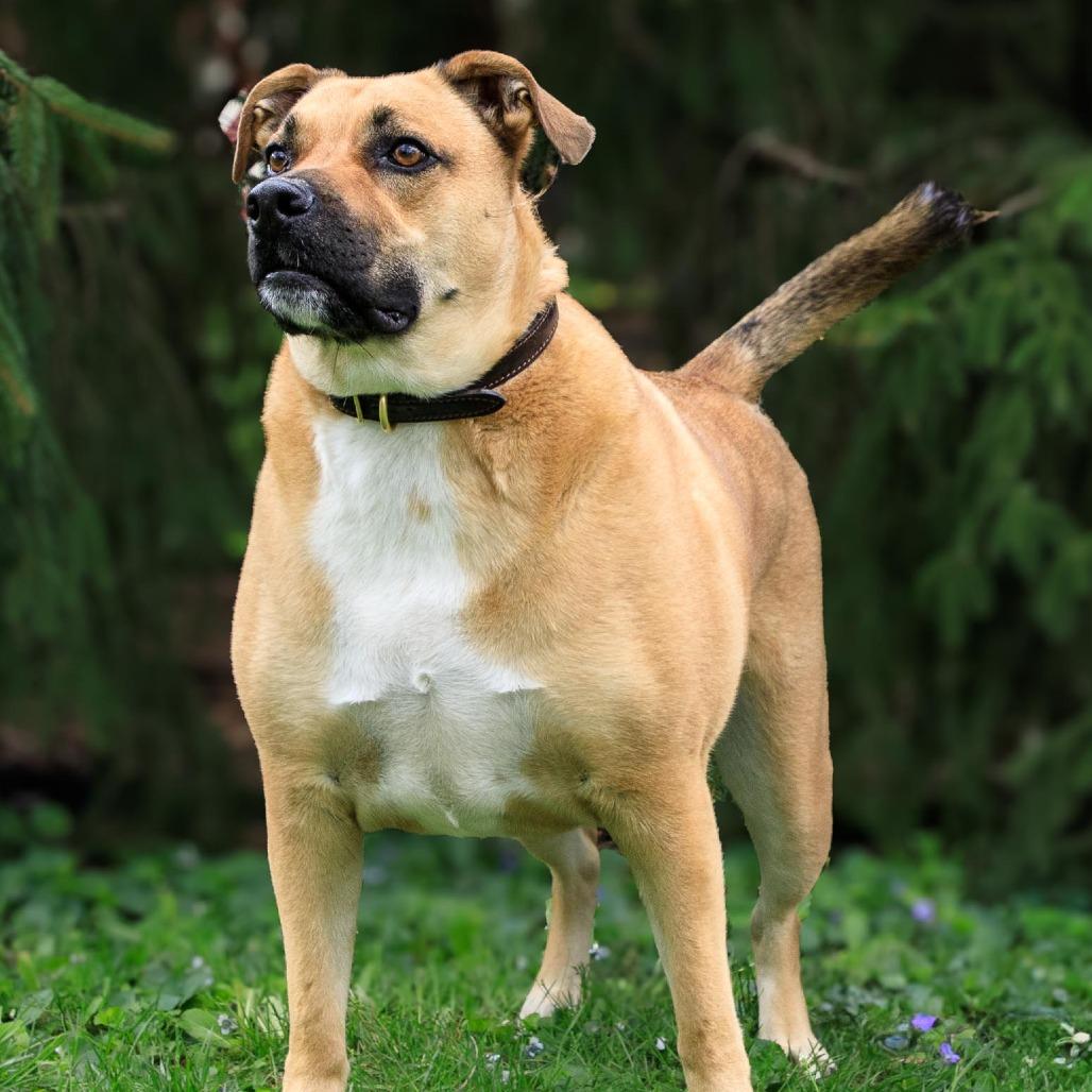 Enlarge Rocky, a Adoptable mixed breed in Versailles, KY image 1/3