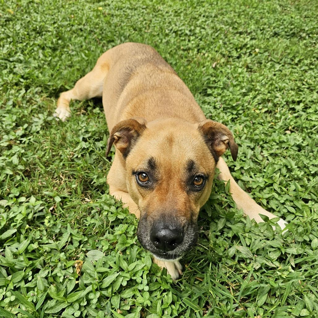 Rocky, Adoptable, Adult Male Boxer & Shepherd.