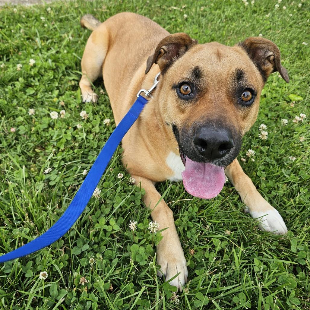 Enlarge Rocky, a Adoptable mixed breed in Versailles, KY image 2/3