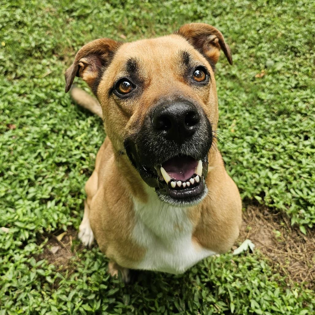 Enlarge Rocky, a Adoptable mixed breed in Versailles, KY image 2/4