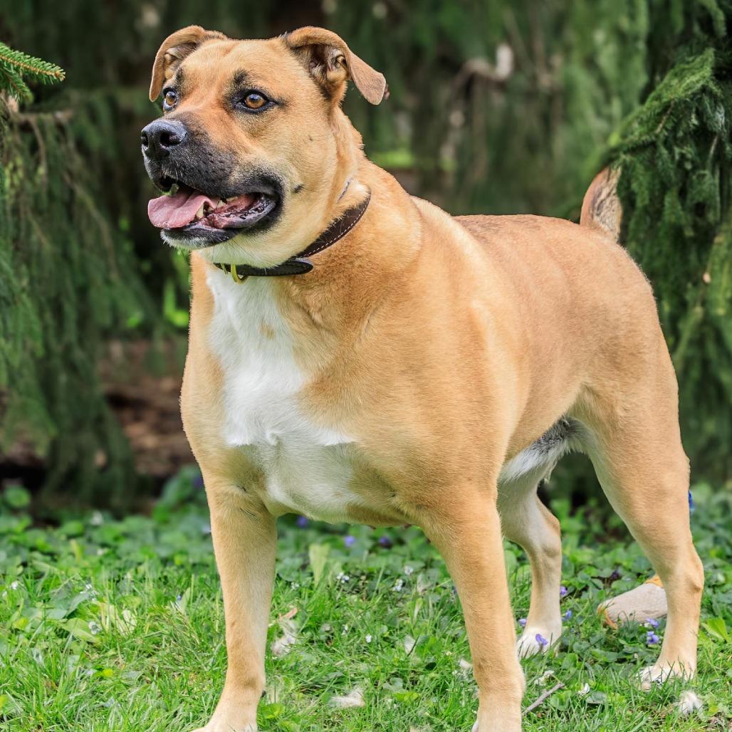 Enlarge Rocky, a Adoptable mixed breed in Versailles, KY image 3/3