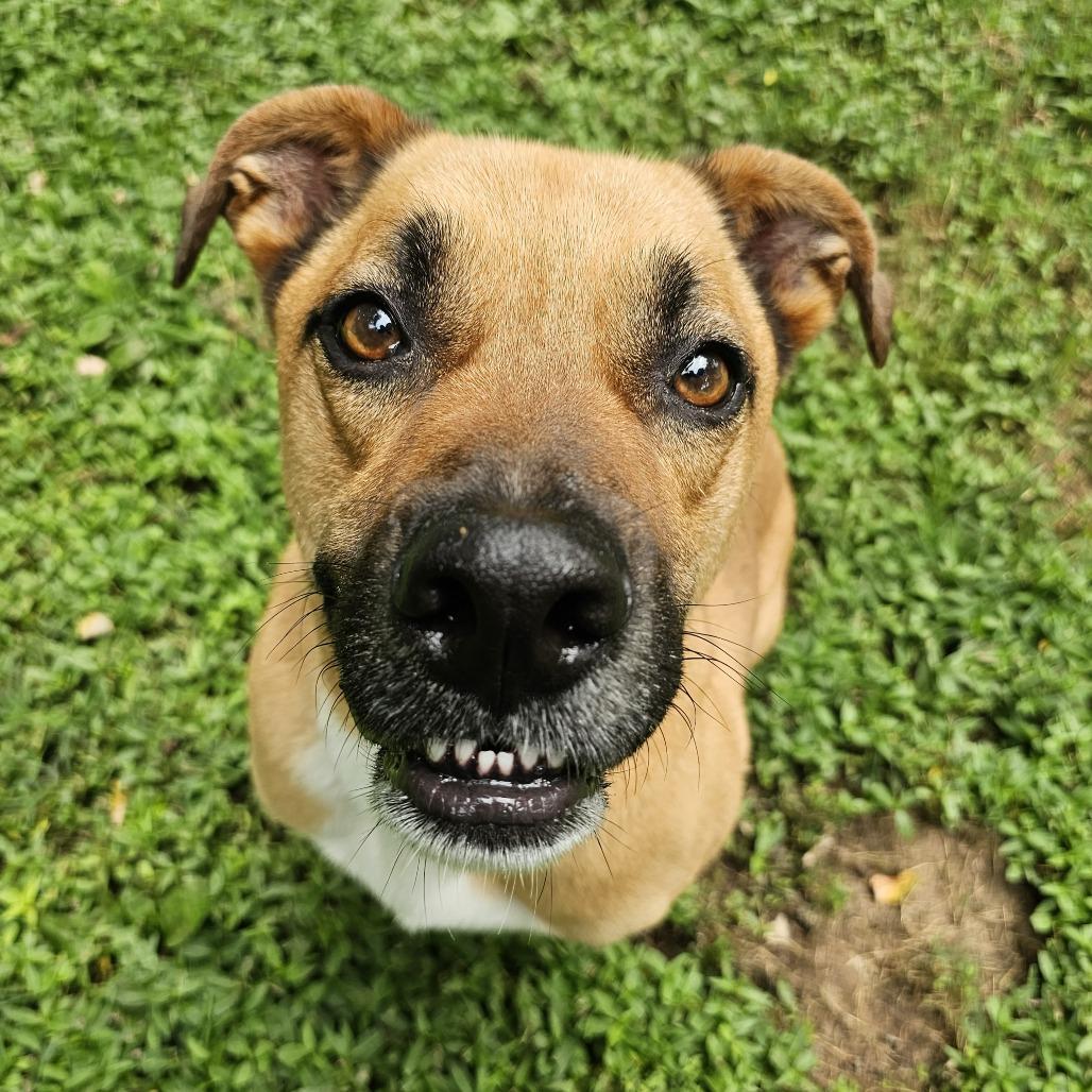Enlarge Rocky, a Adoptable mixed breed in Versailles, KY image 3/4