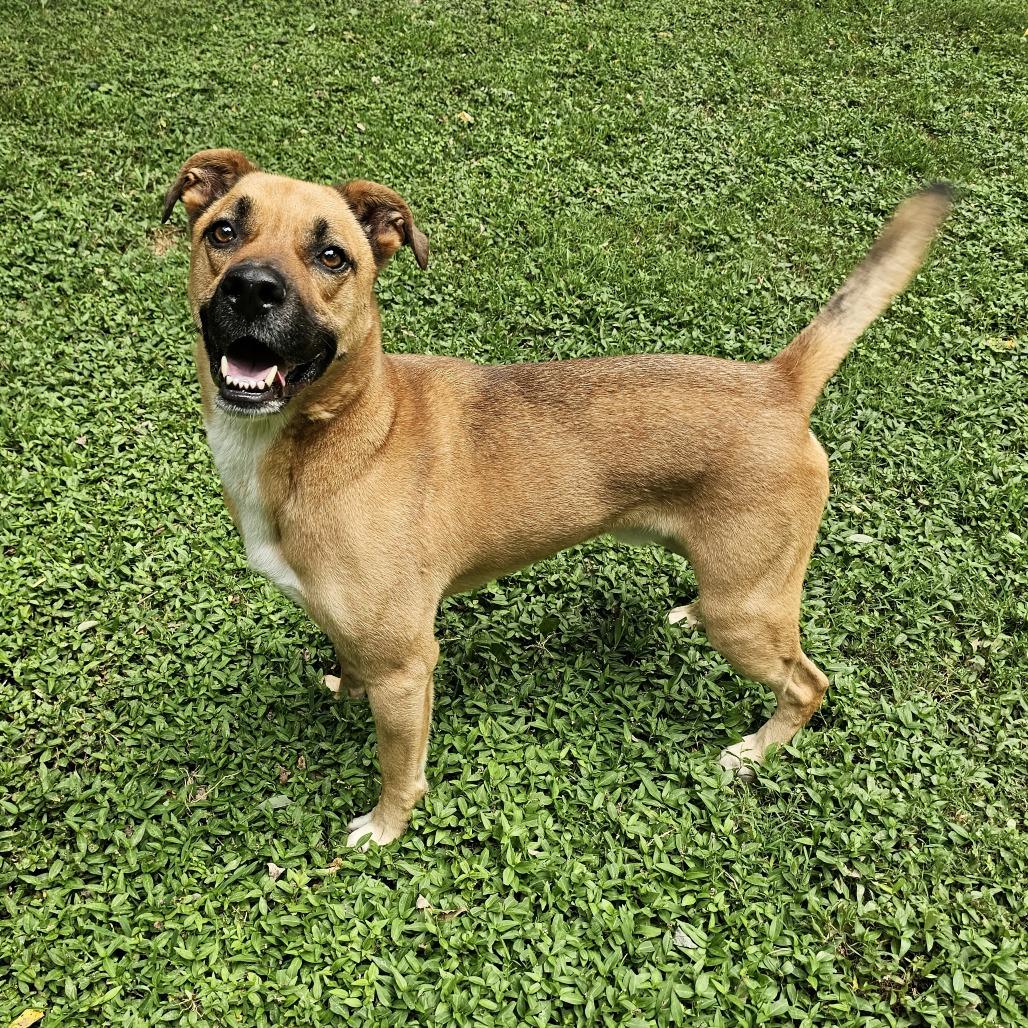 Enlarge Rocky, a Adoptable mixed breed in Versailles, KY image 4/4