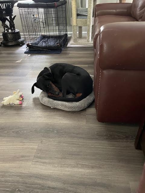 Shyla, a Adoptable Doberman Pinscher in Barrington, IL image 3/3