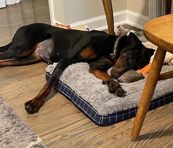 Shyla, a Adoptable Doberman Pinscher in Barrington, IL image 2/3