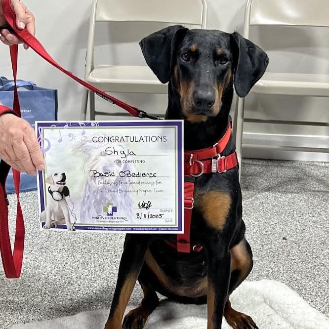 Shyla, Adoptable, Young Female Doberman Pinscher.