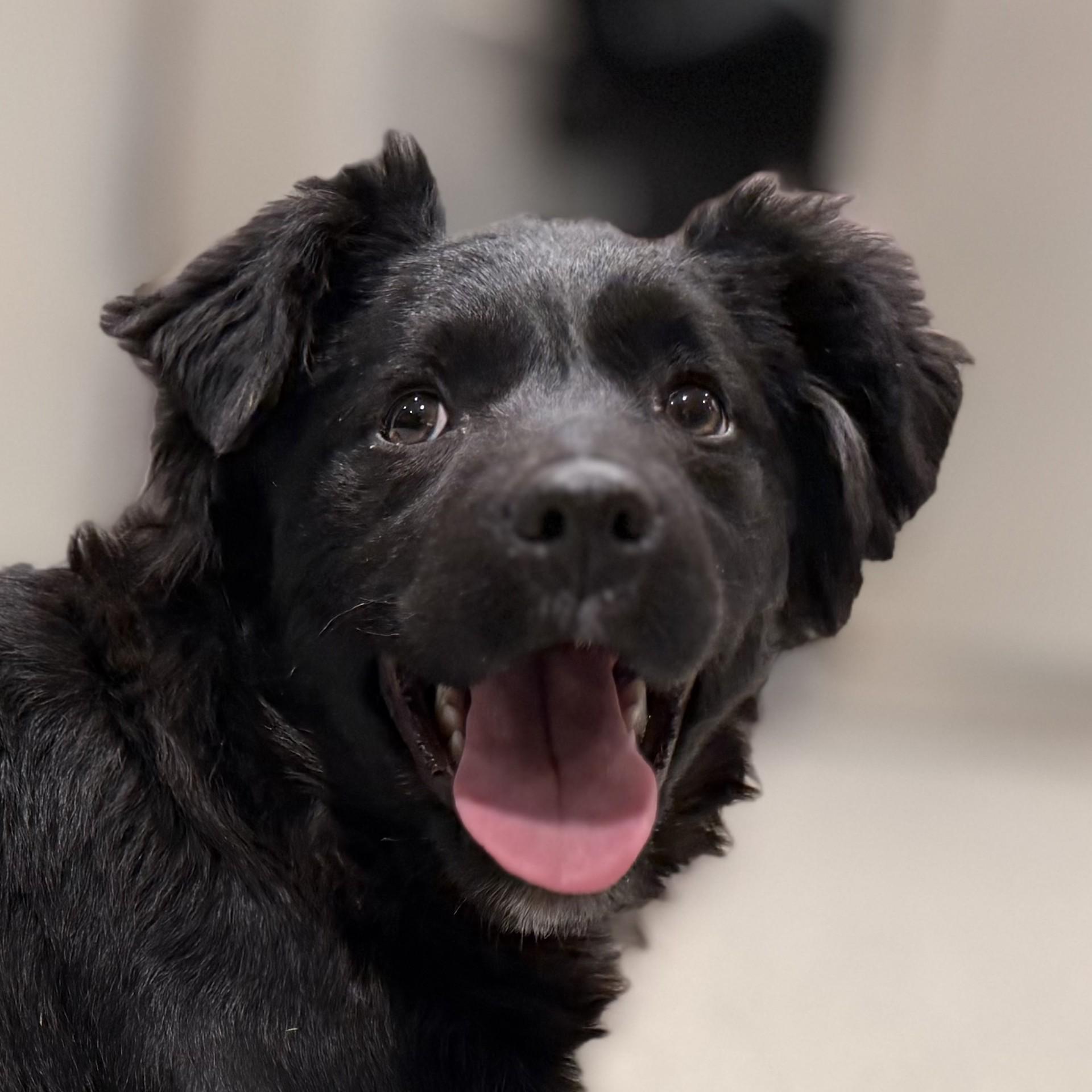 Enlarge Sirius, an adoptable mixed breed in Hamilton, MT image 2/3