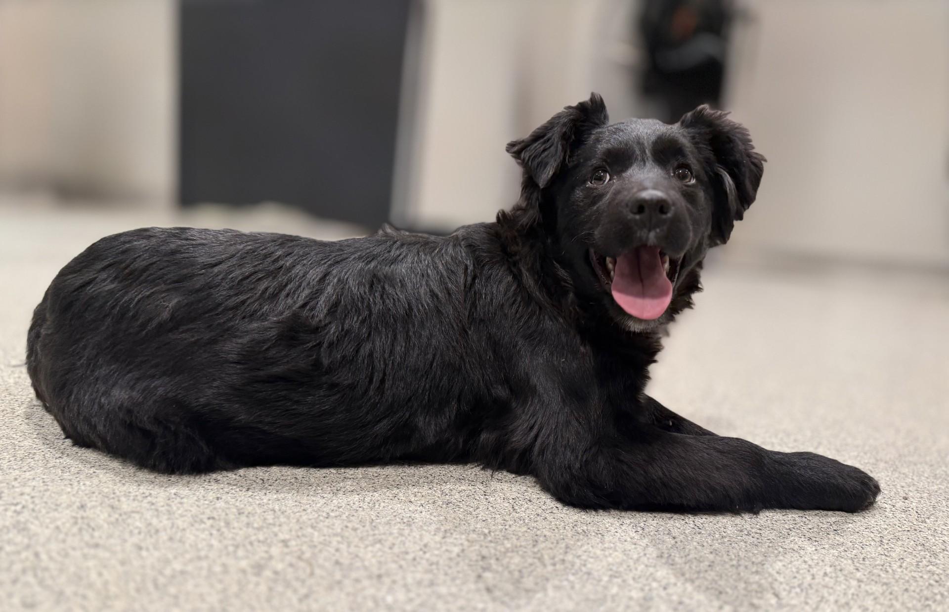 Enlarge Sirius, an adoptable mixed breed in Hamilton, MT image 3/3