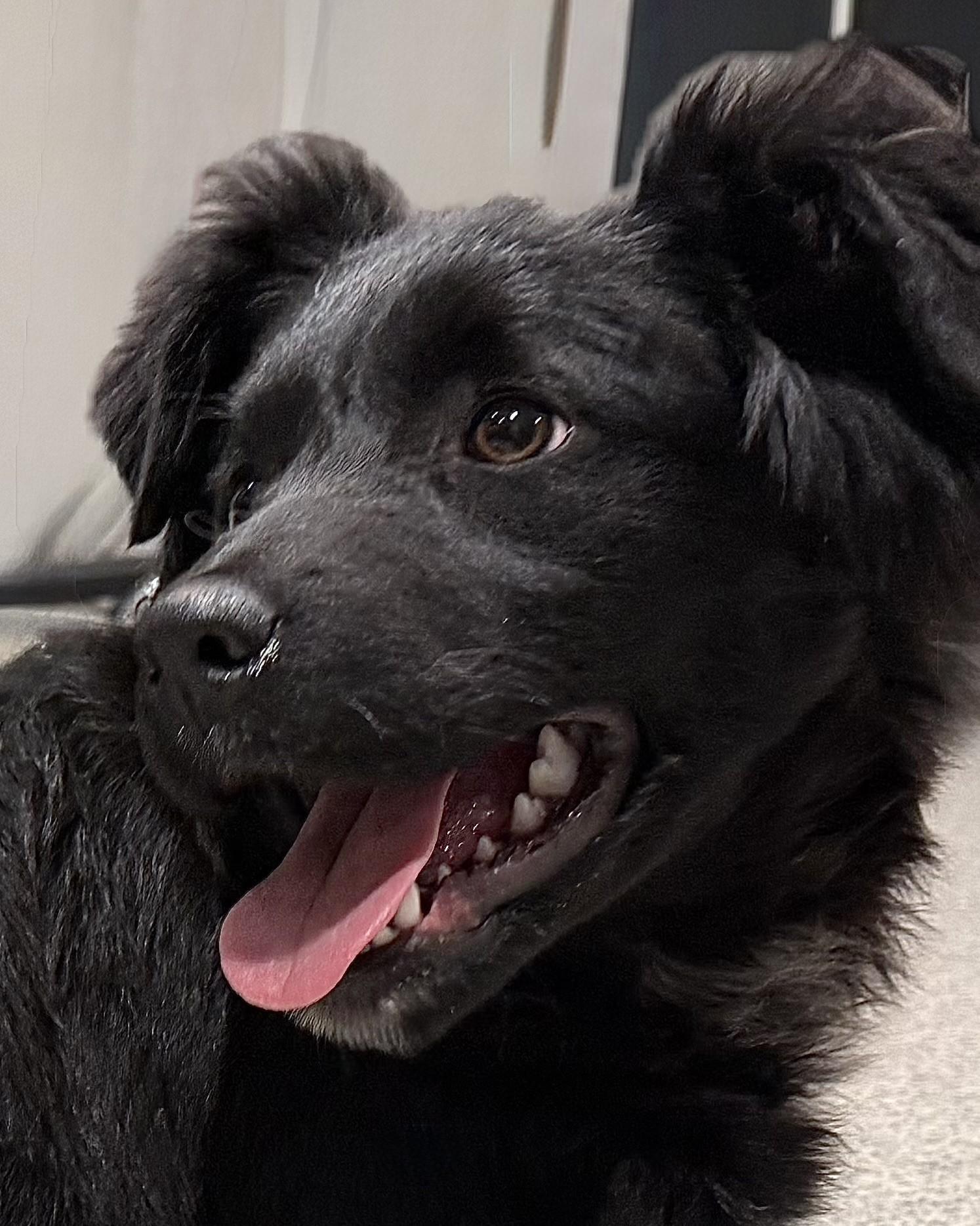 Sirius, adoptable, Young Male Border Collie.