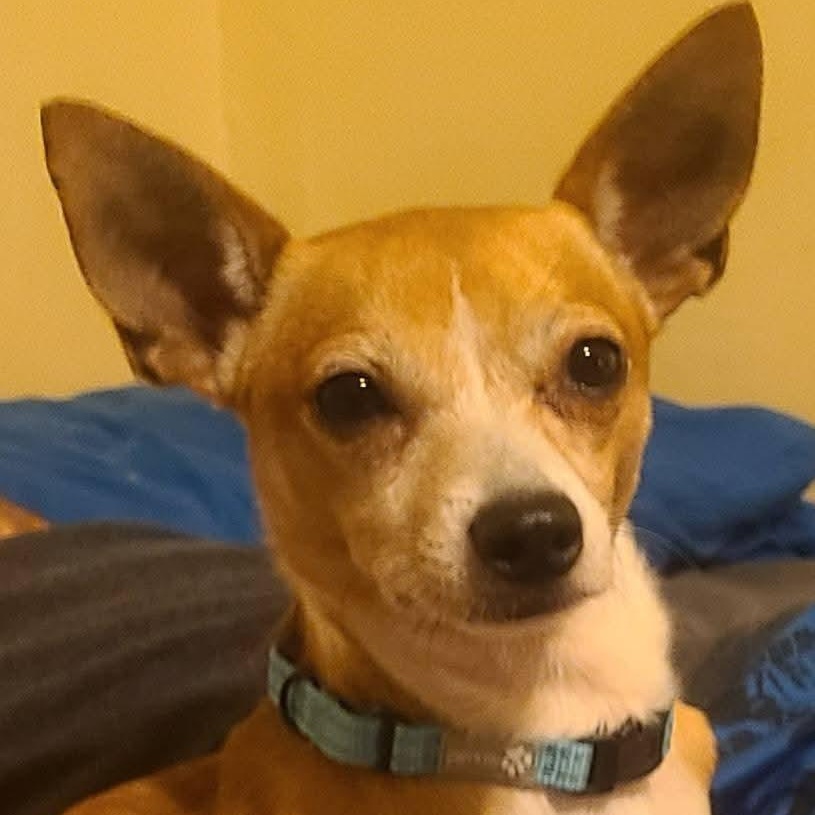 Enlarge Chestnut, a Adoptable Chihuahua in Mount Bethel, PA image 1/5