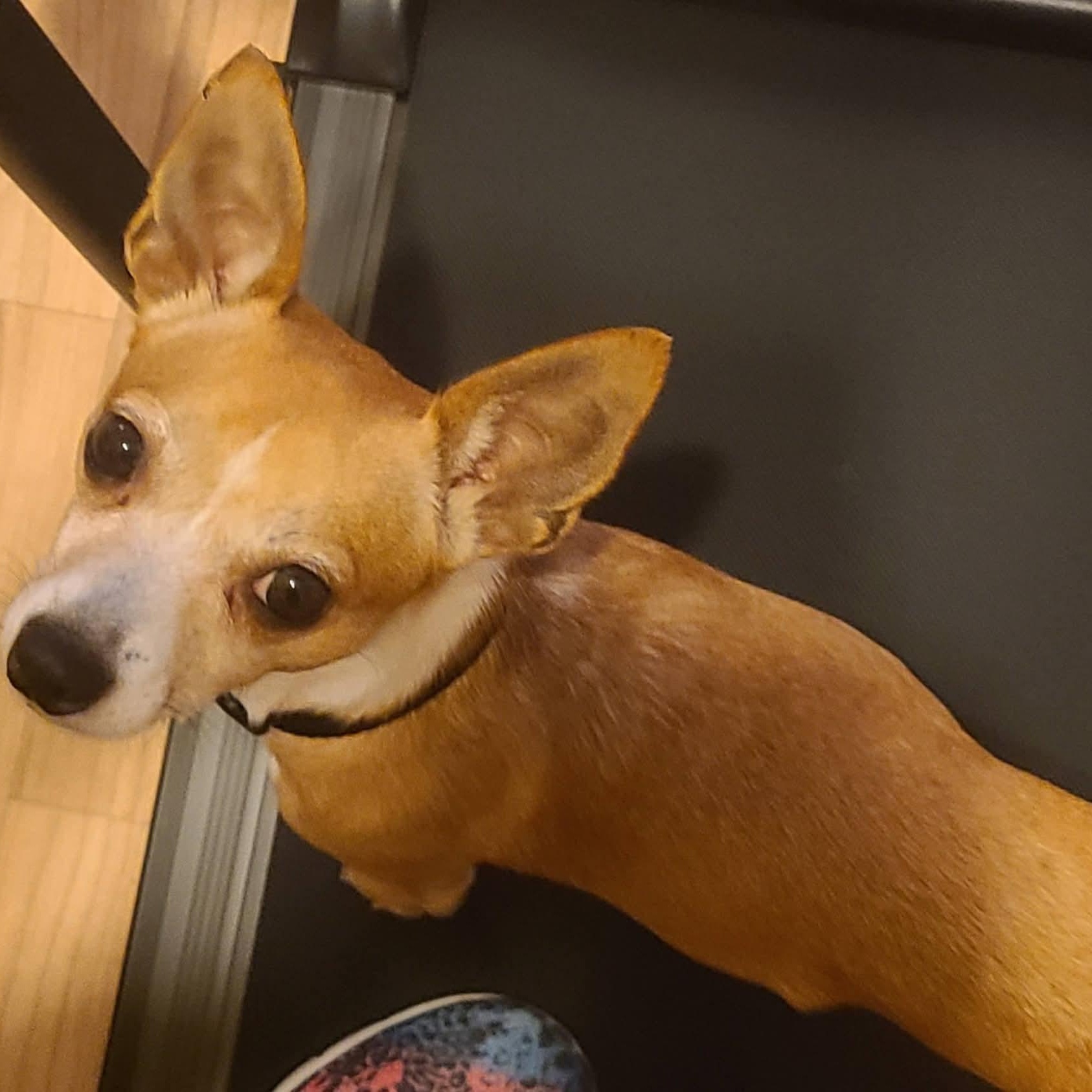 Enlarge Chestnut, a Adoptable Chihuahua in Mount Bethel, PA image 5/5