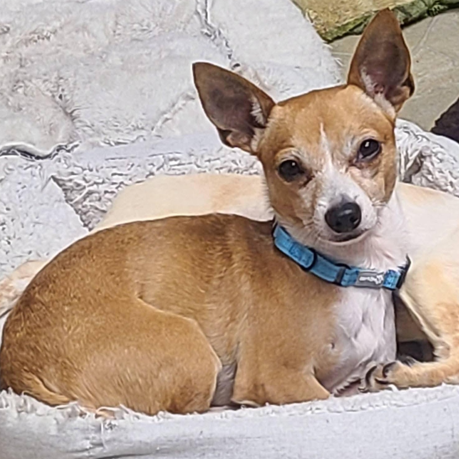 Enlarge Chestnut, a Adoptable Chihuahua in Mount Bethel, PA image 4/5