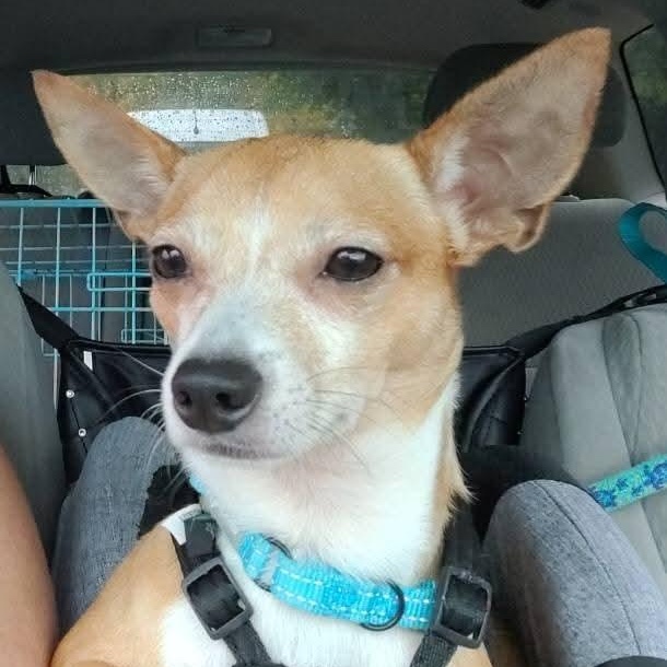 Enlarge Chestnut, a Adoptable Chihuahua in Mount Bethel, PA image 2/5