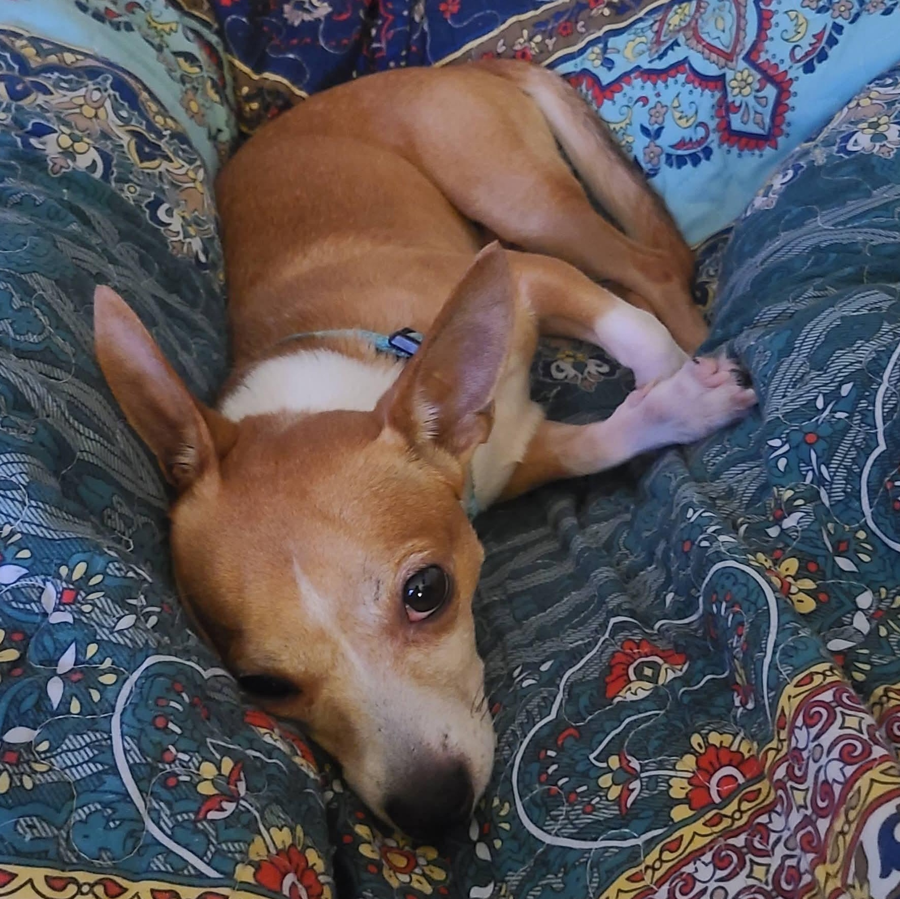 Enlarge Chestnut, a Adoptable Chihuahua in Mount Bethel, PA image 3/5