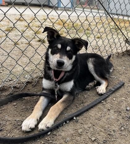 Enlarge Queso, a Adoptable mixed breed in Fresno, CA image 1/3