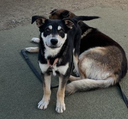 Enlarge Queso, a Adoptable mixed breed in Fresno, CA image 2/3
