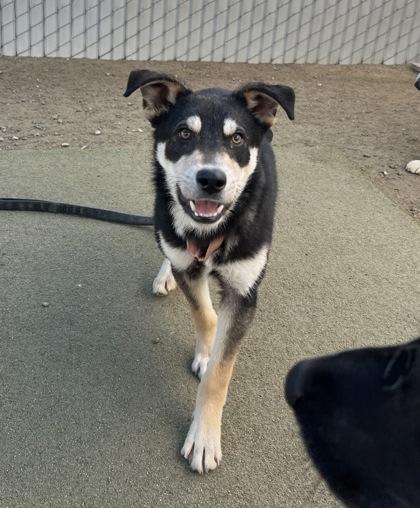 Enlarge Queso, a Adoptable mixed breed in Fresno, CA image 3/3