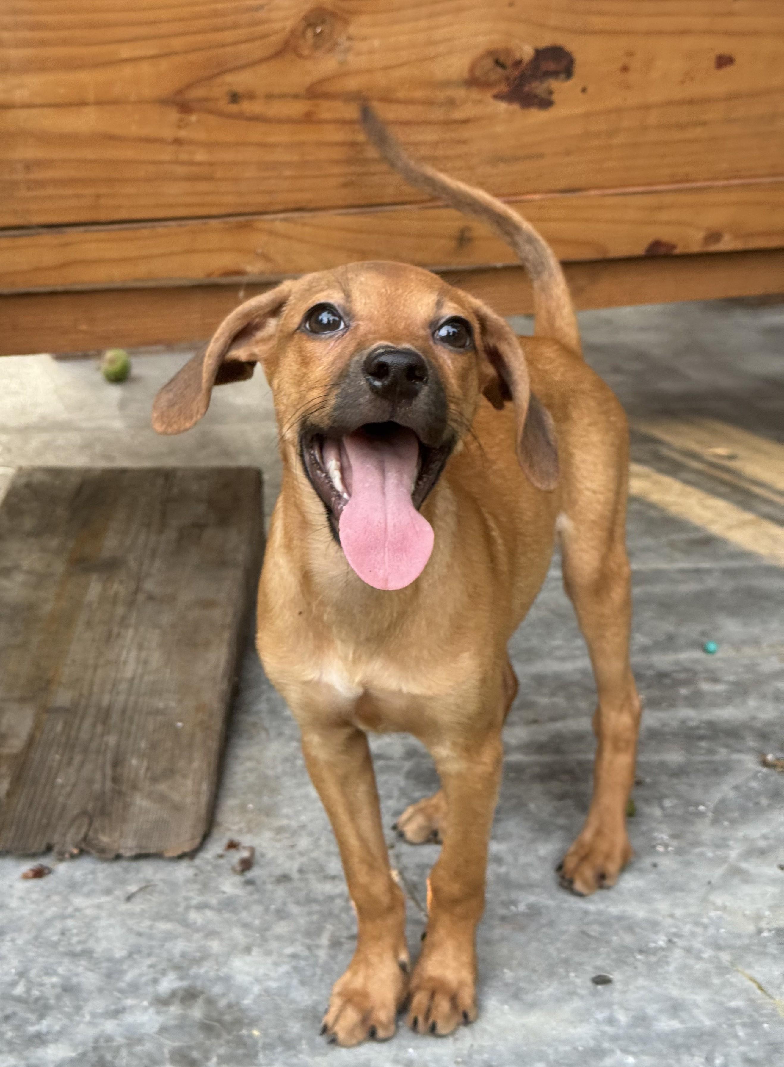 Odessa, adoptable, Puppy Female Dachshund & Chihuahua.
