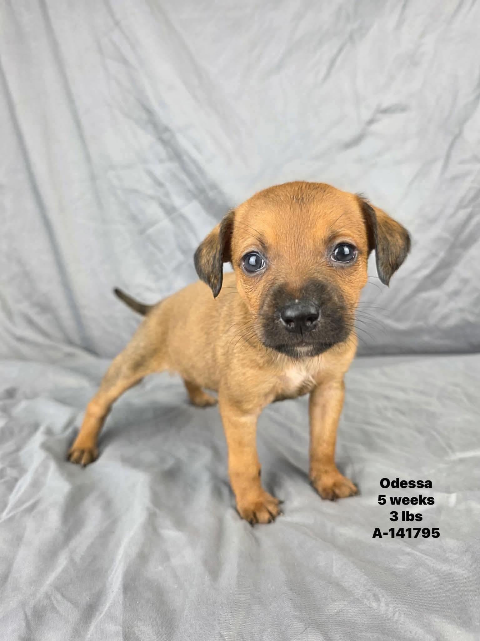 Odessa, a ADOPTABLE mixed breed in Olympia, WA image 2/4