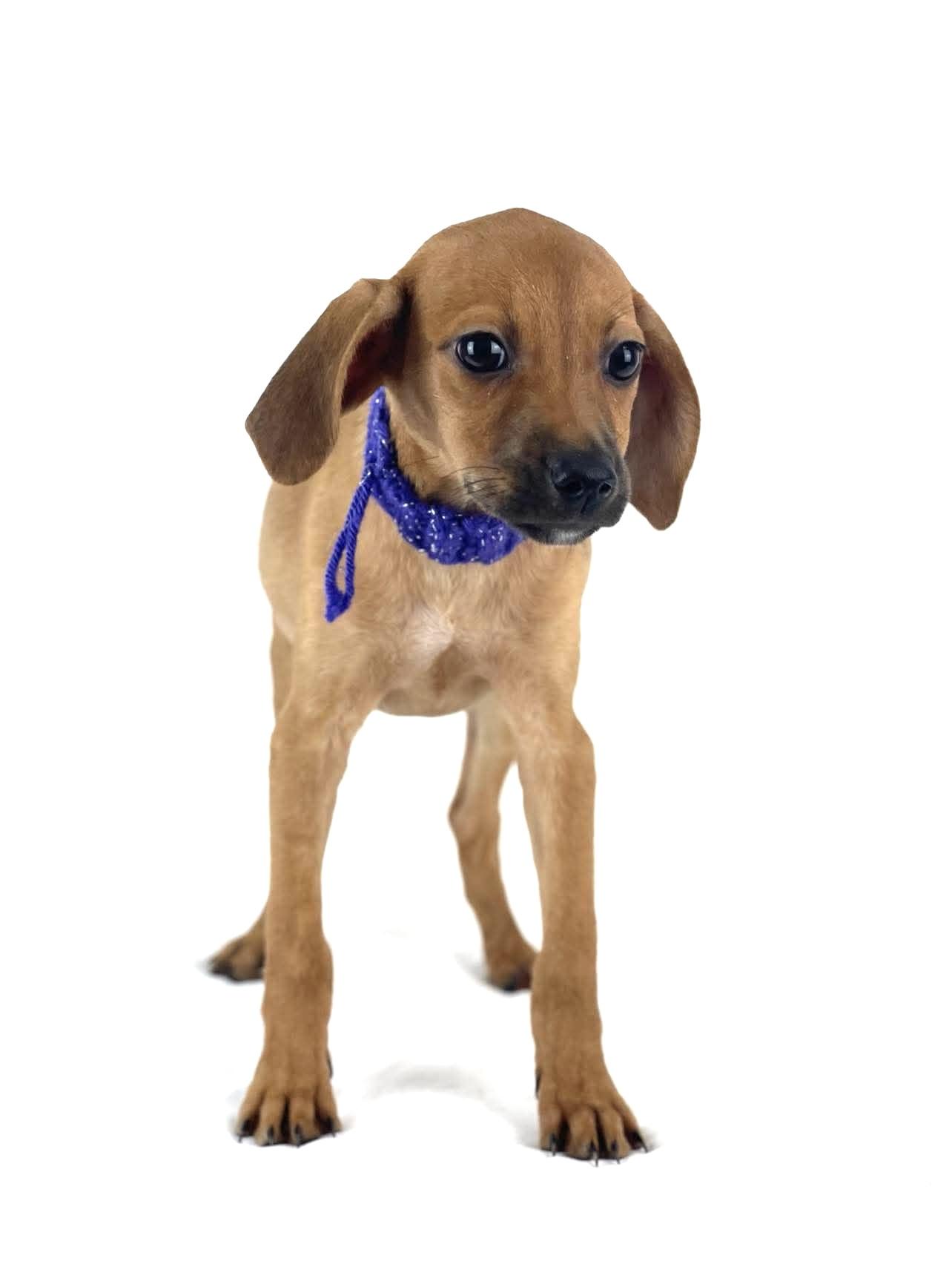 Odessa, a ADOPTABLE mixed breed in Olympia, WA image 1/4