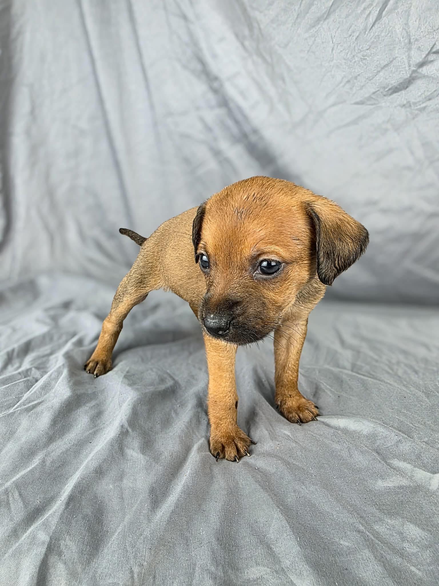 Odessa, a ADOPTABLE mixed breed in Olympia, WA image 3/4