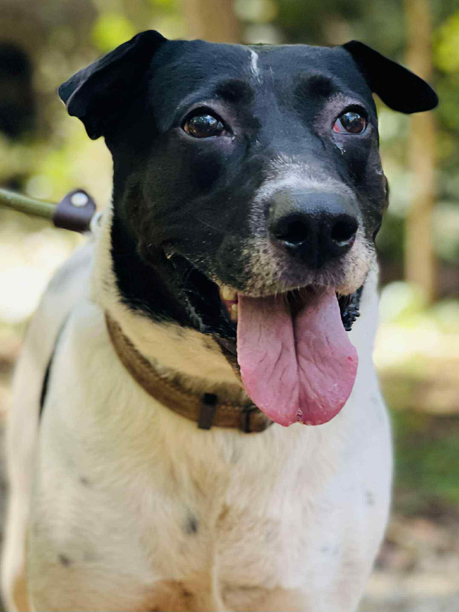 Allegra, a Adoptable mixed breed in Roswell, GA image 4/5