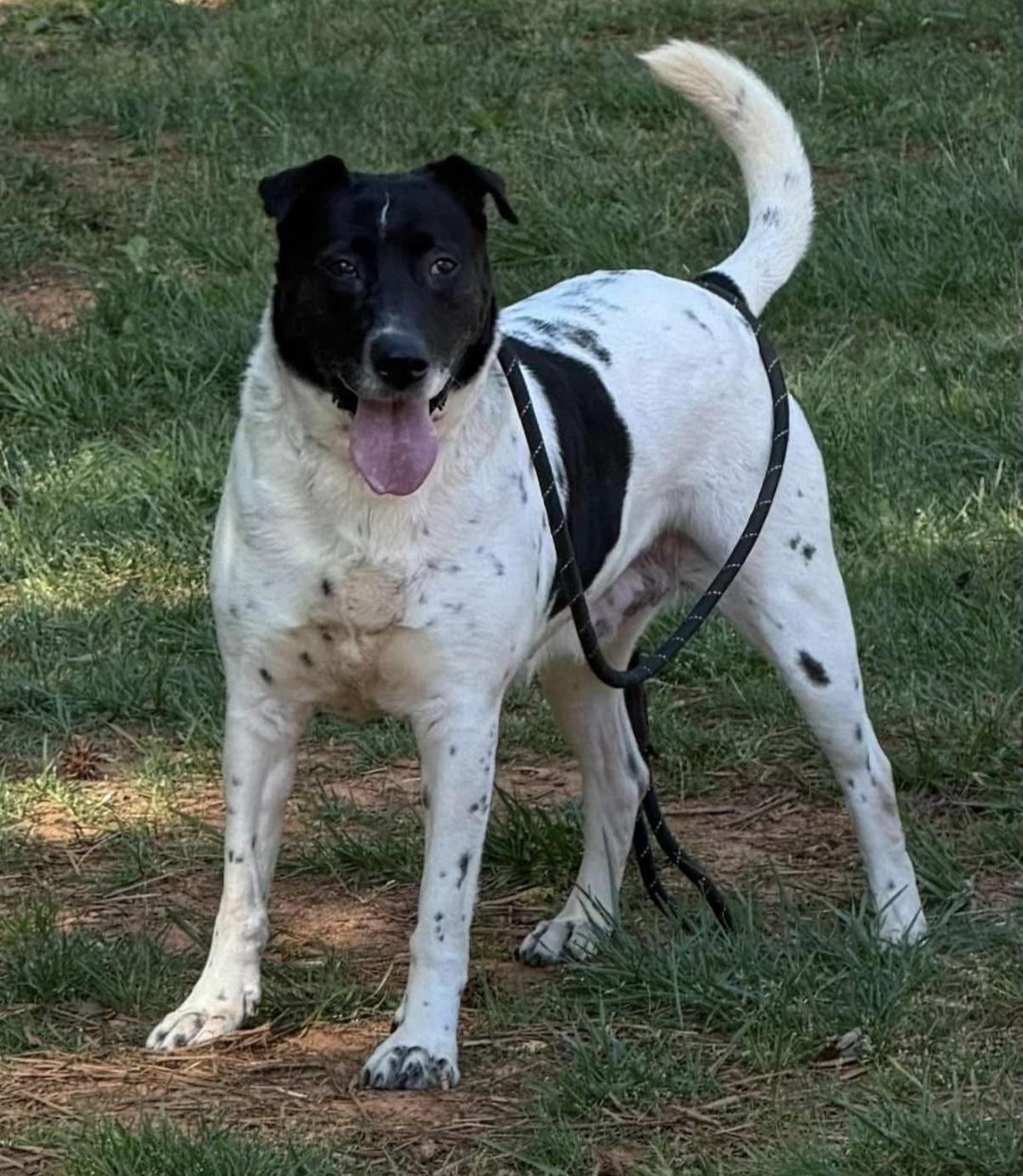 Allegra, a Adoptable mixed breed in Roswell, GA image 2/5