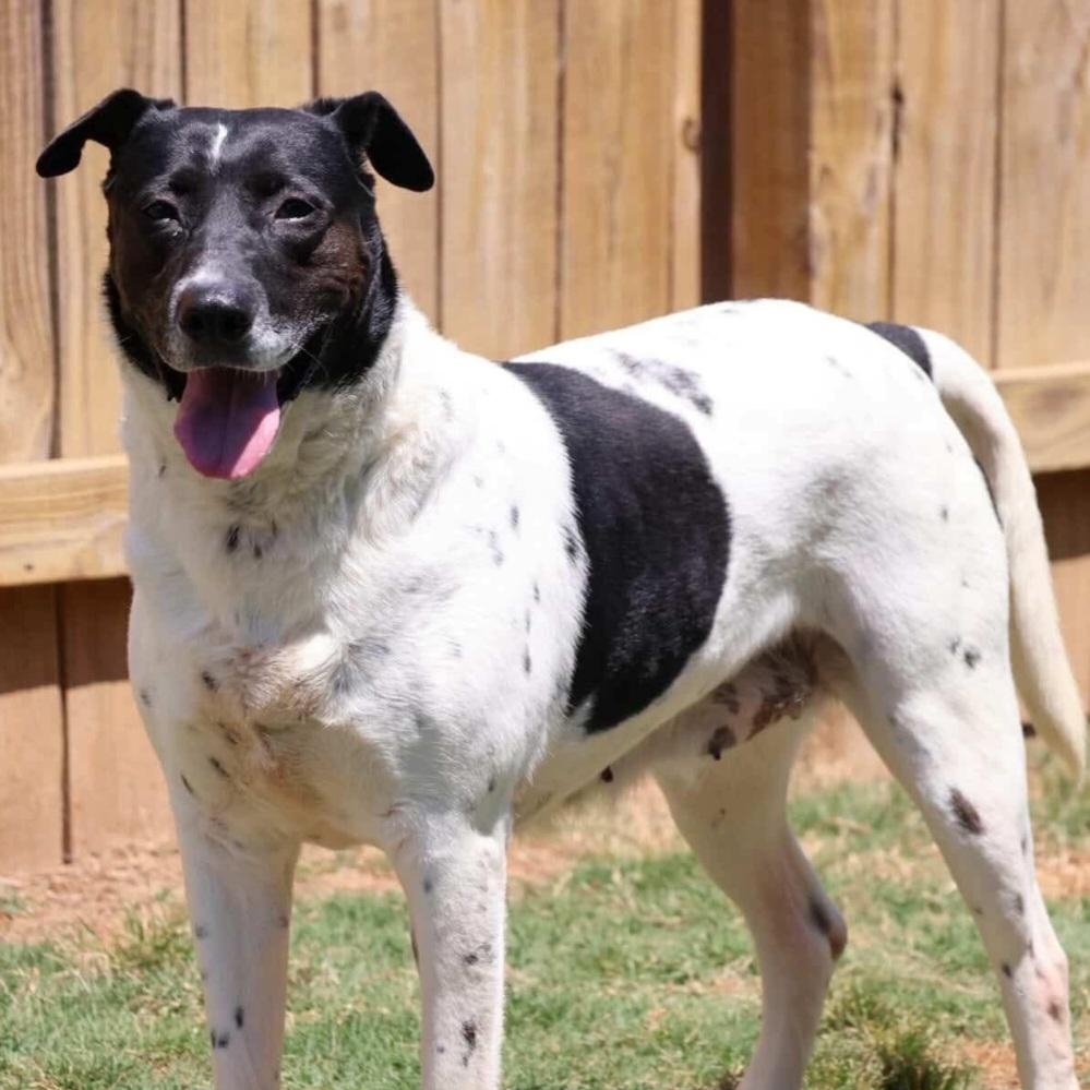 Allegra, a Adoptable mixed breed in Roswell, GA image 3/5